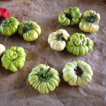 Bitter tomatoes