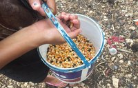 Planting batar after the rain