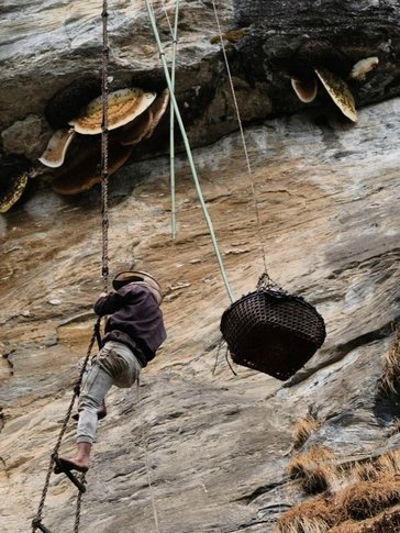 A local honey hunter descends on a ladder in Nepal.