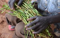 Ada hold some of his harvest.