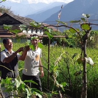 PCV Elie working on Kiwi trellises