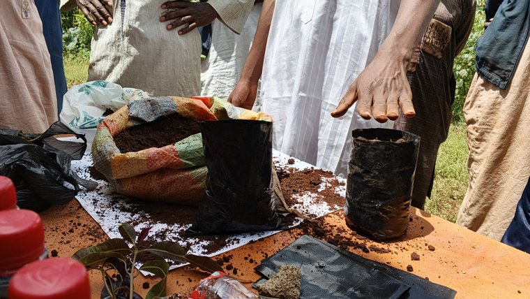 Members of a farmers' group practice tree grafting in Cameroon.