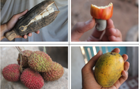 fruitsoftheseason