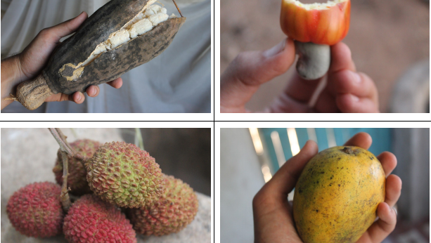 fruitsoftheseason