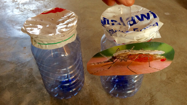 Two jars are covered with plastic poked with holes. Colored liquid is being poured in the jar with the mosquito on it.
