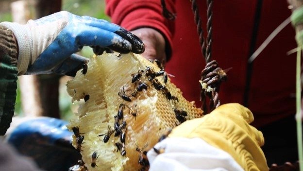honeycomb_