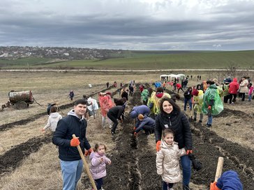 Tree planting in the field