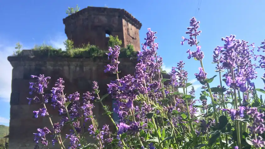 flowers in Armenia