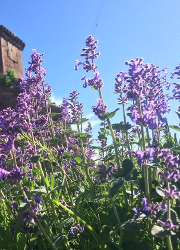 flowers in Armenia