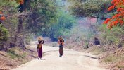 Two Malawian females walk down a beautiful, and orange flower-filled village path carrying wood on their heads
