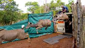 100 greater kudu were released into the wildlife reserve during the first phase of the wildlife translocation African Parks i