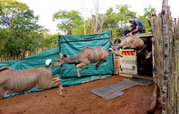 100 greater kudu were released into the wildlife reserve during the first phase of the wildlife translocation African Parks i