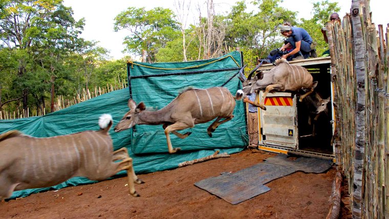 100 greater kudu were released into the wildlife reserve during the first phase of the wildlife translocation African Parks i
