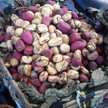 Kola nuts
