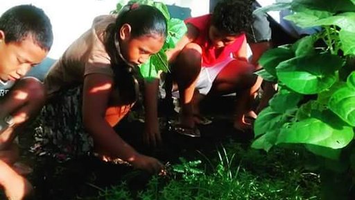 Samoa Students Working in the Garden