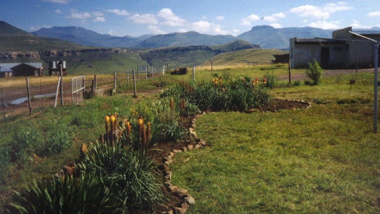 my flower garden