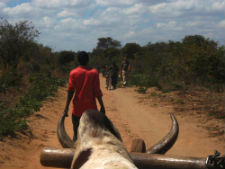 A Zambian community member using new cattle management techniques.