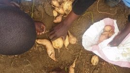 Give a man a sweet potato