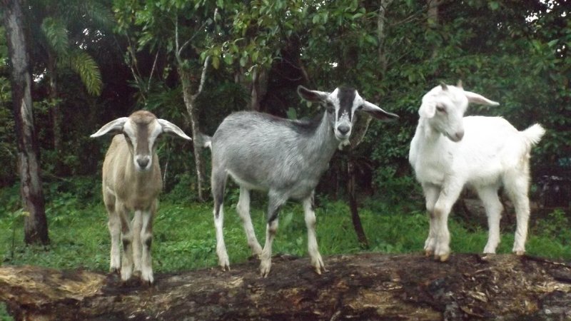 Three goats stand on a log.