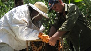 Quality keeping: Beekeeping in Comoros