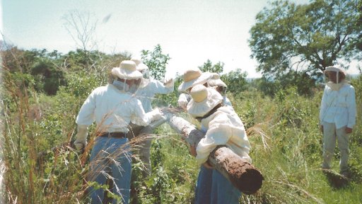 kate solomon paraguay beekeeping