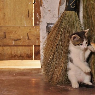 5 reasons to have a pet in the Peace Corps