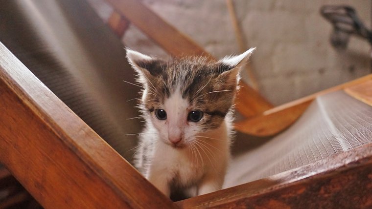 5 reasons to have a pet in the Peace Corps