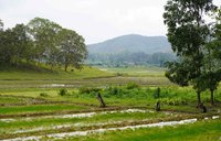 rice paddies timor leste