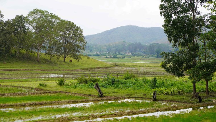 rice paddies timor leste