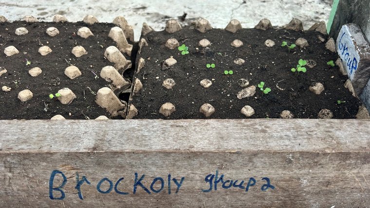 Spring seedlings in a garden managed by Sophia's Healthy Habits Club in Belize.