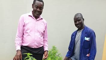 Program Manager Njoh and Janitor Faustin proudly look at the artemisia plant.