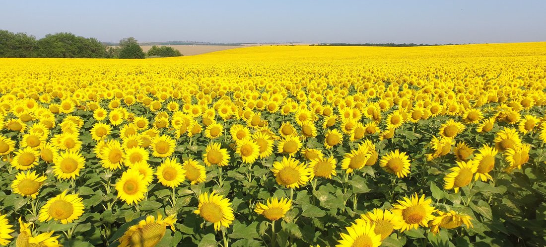 Sunflower fields in Moldova