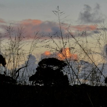 Tongan trees at sunset