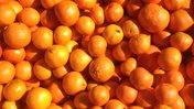 Morocco tangerines