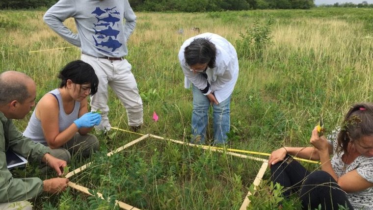 Transect