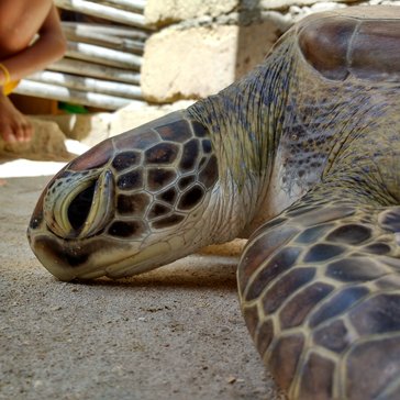 Responding to a turtle stranding at one of the offshore islands.