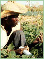 Photo of farmer in Burkina Fasa